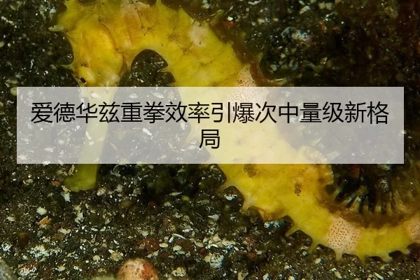 爱德华兹重拳效率引爆次中量级新格局